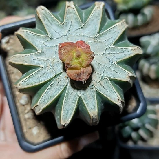 优选级潜力股牡丹锦229