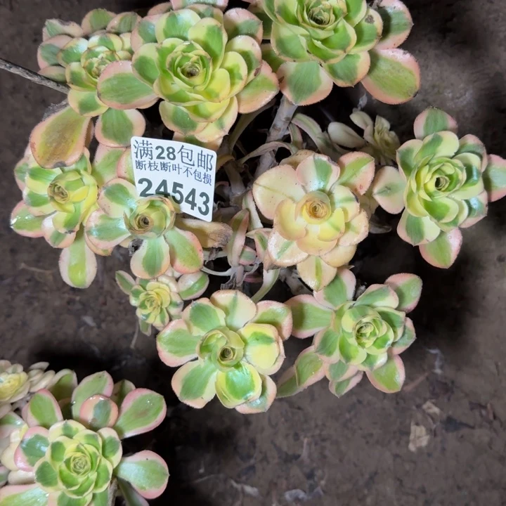 24543南燕姿多肉植物