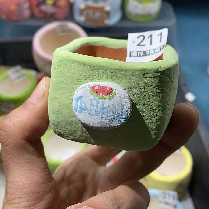 211大舅生石花肉锥