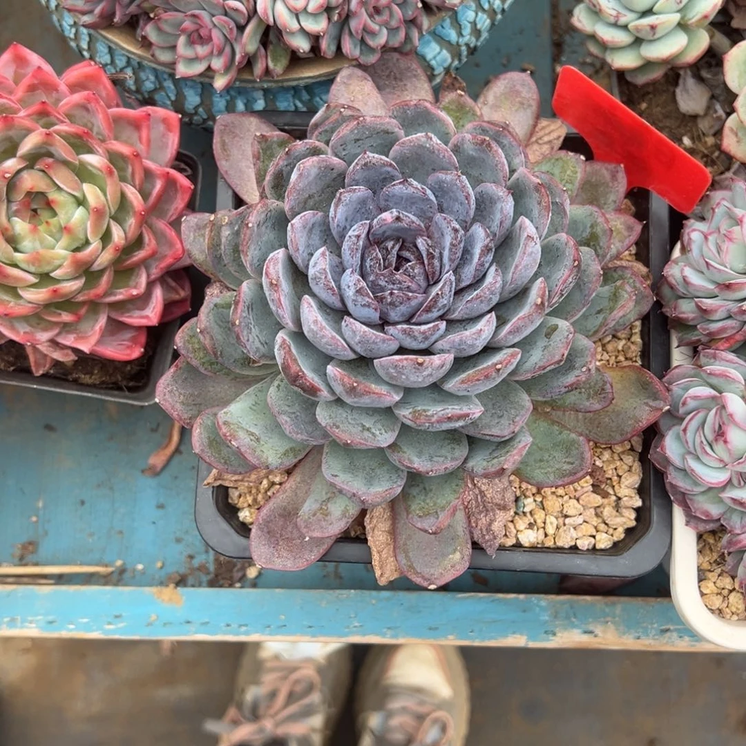 精品多肉植物老桩