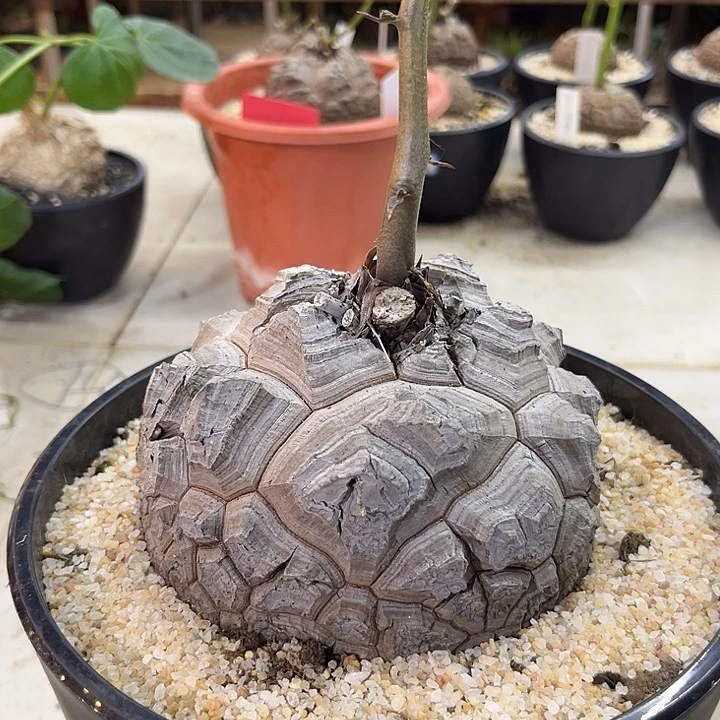 汤圆植物龟甲龙大甲