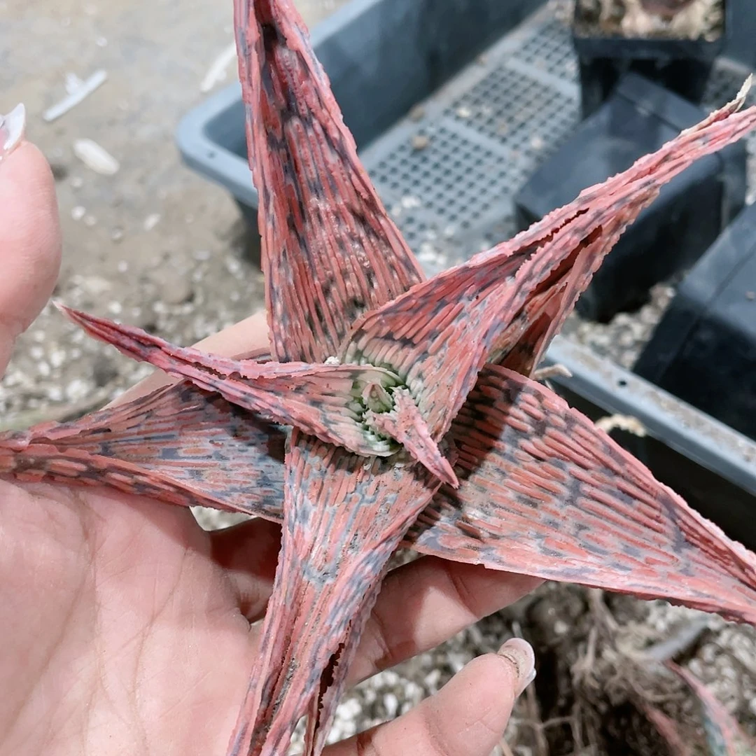 禁*。超级芦荟测芽包邮