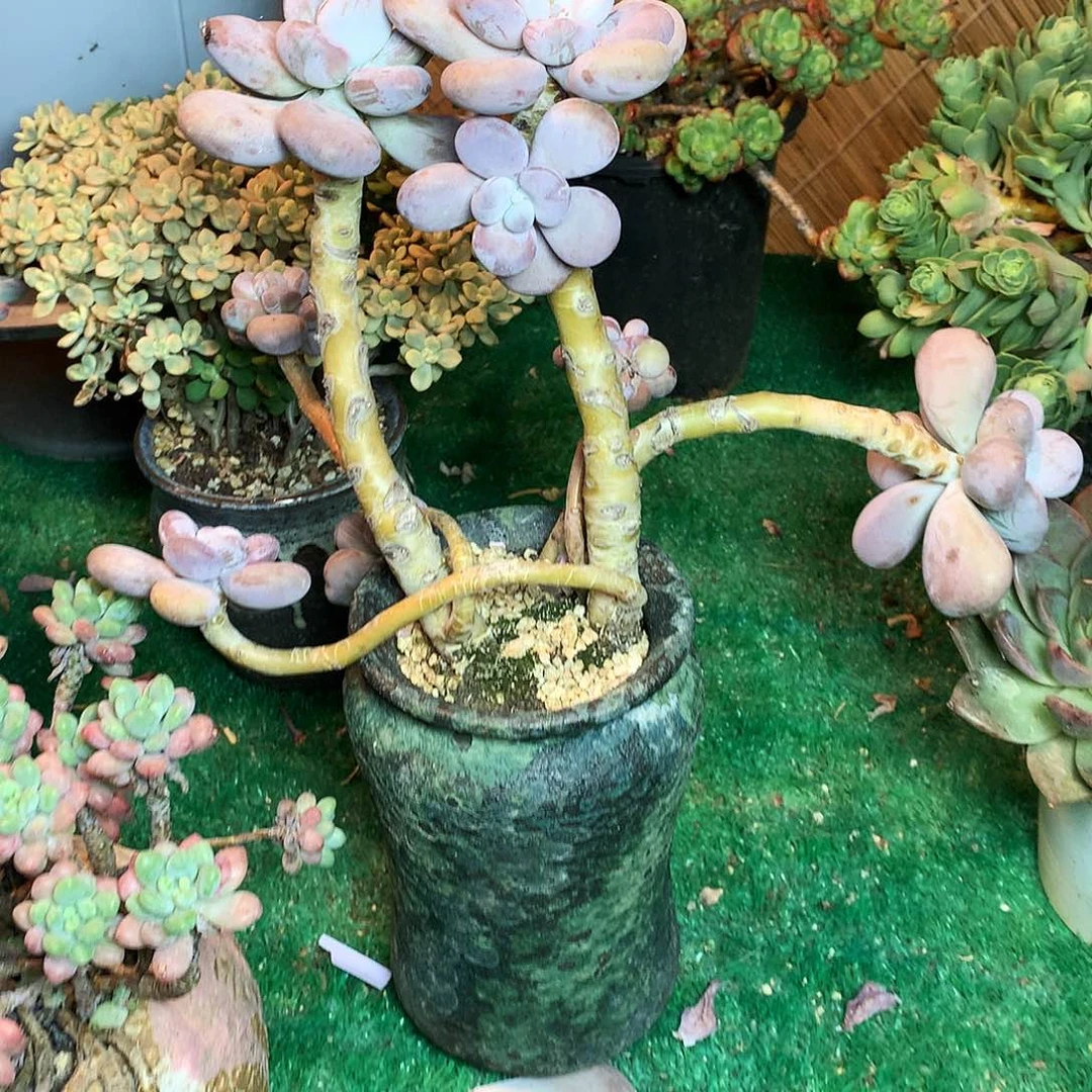 大叶奶一物一拍15-10