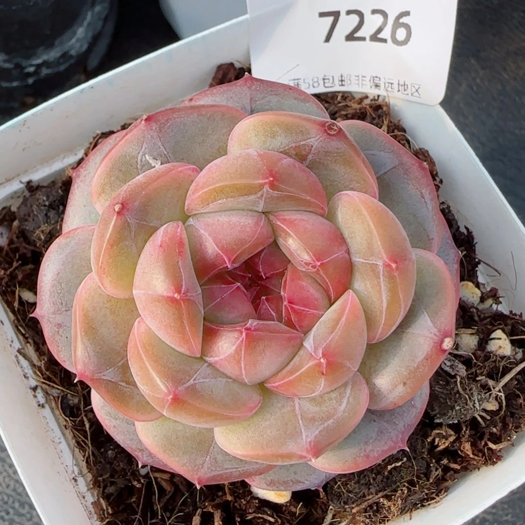 新品珍妮，7226多肉