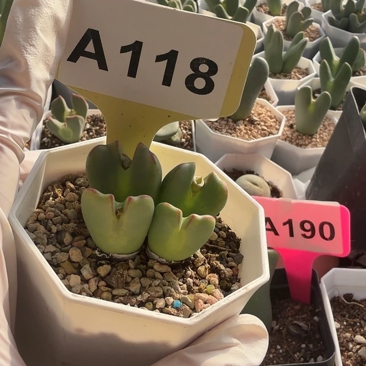 ʚ****118姐姐哈哈哈哈姐姐