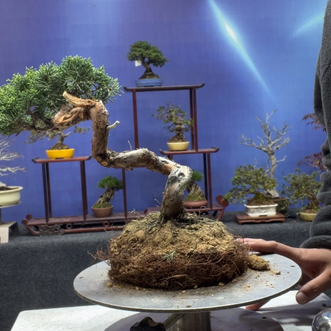 无花朵18885888888