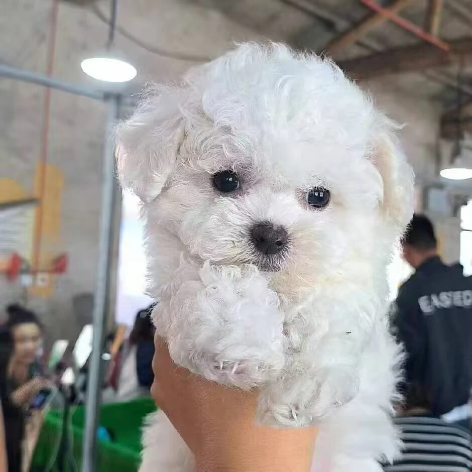 (丽丽)活体宠物链接