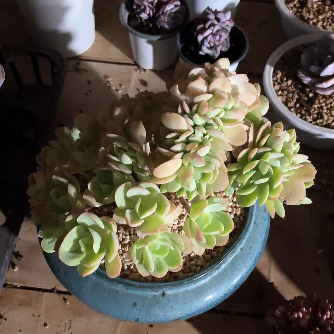 多肉植物多肉植物