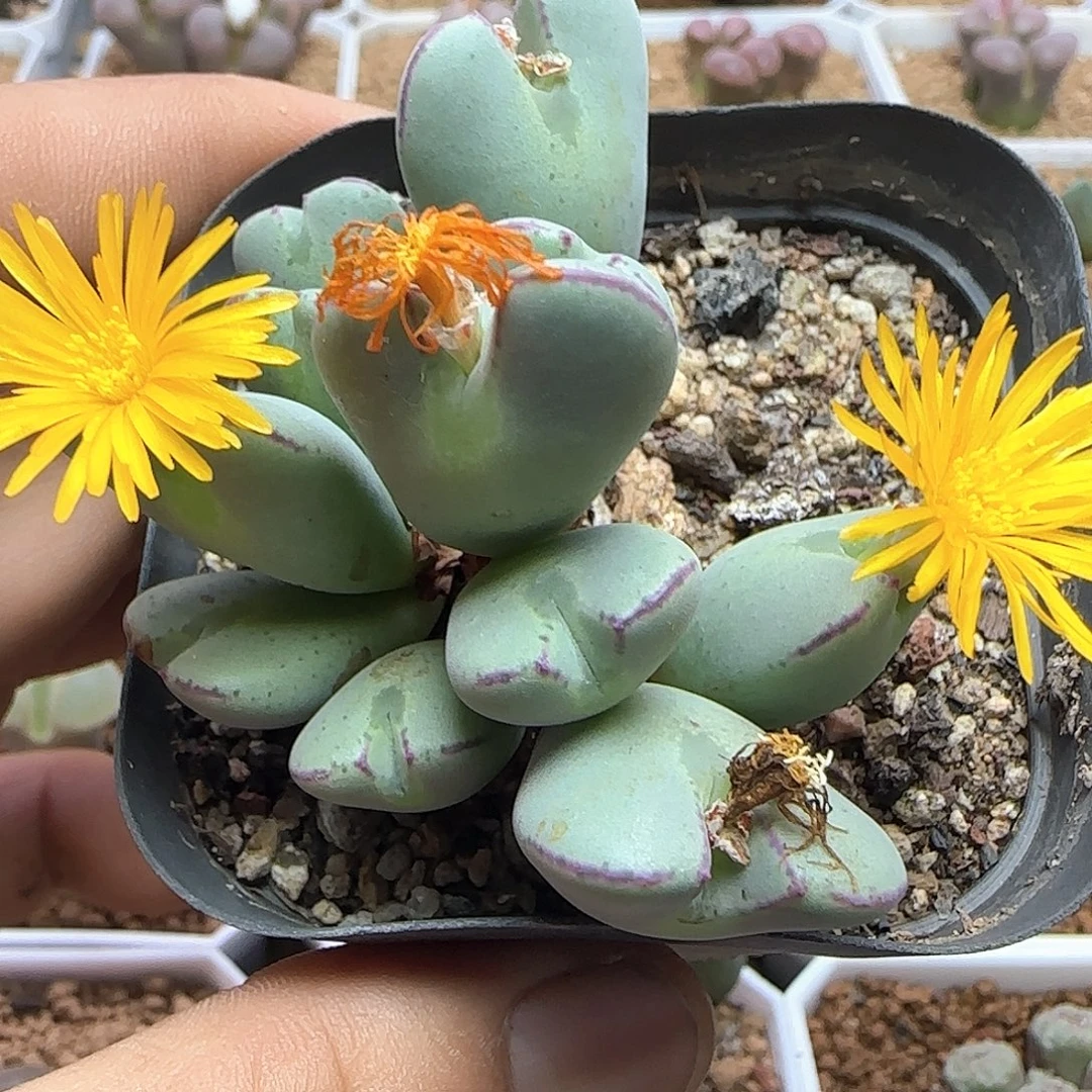 开播福利活动53943