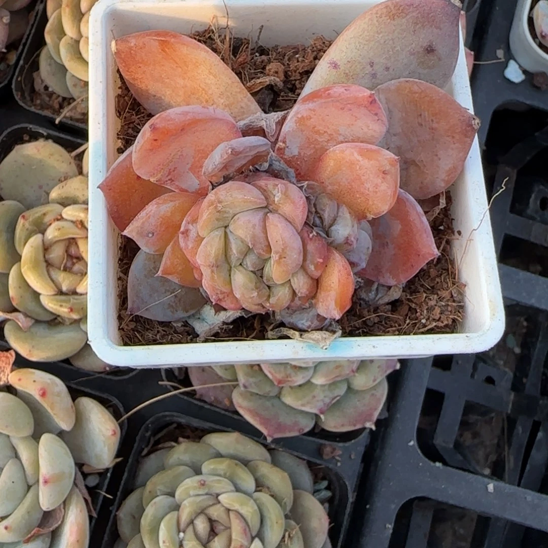 假***想多肉小卡拉米糖心一物一拍