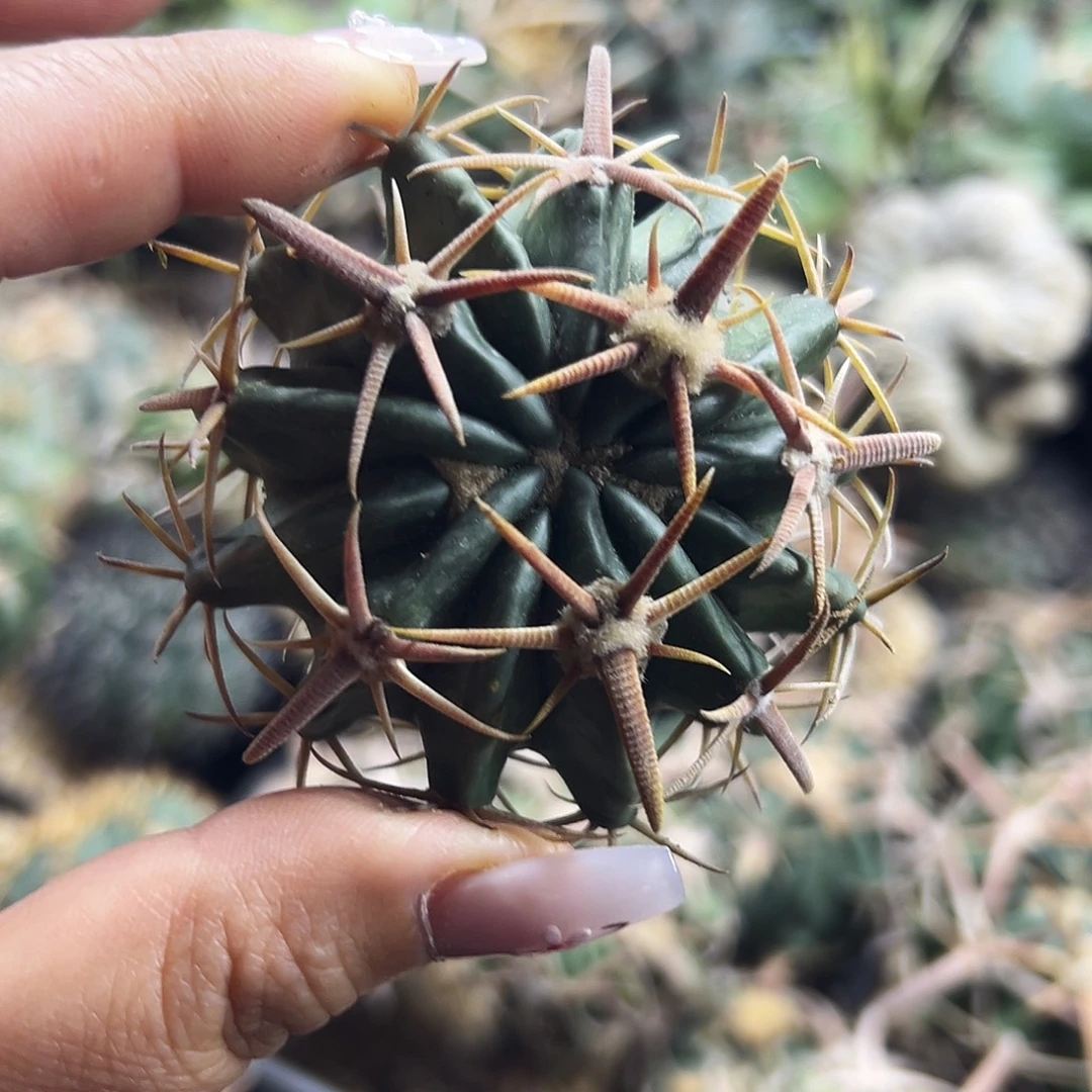 武藏林波有根仙人球66666666666