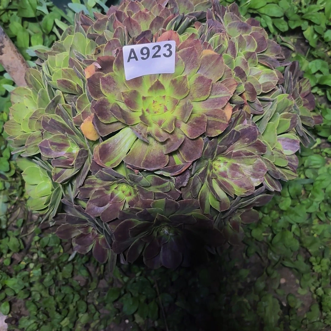 花月夜923偏远不包邮