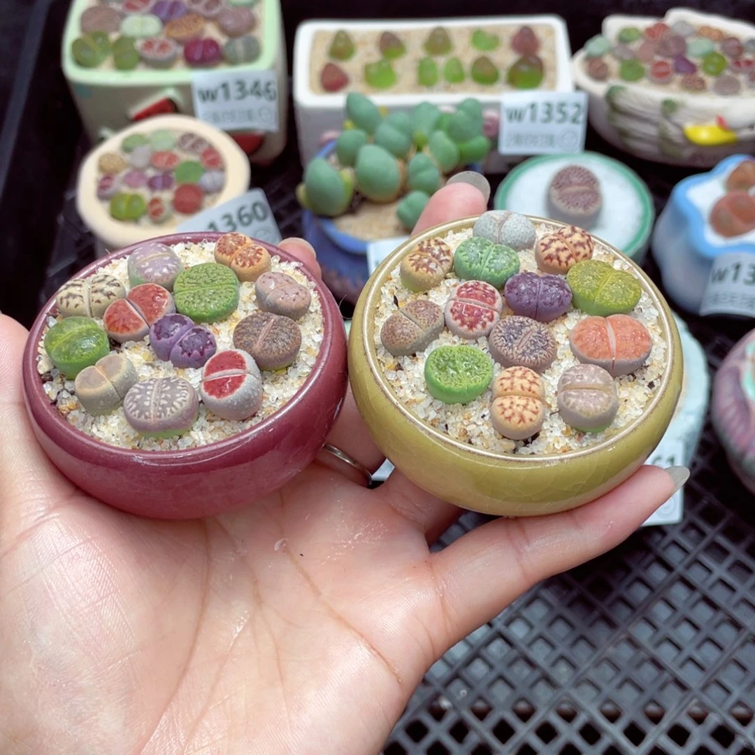 w1364 带盆土发货一物一拍