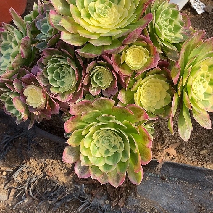 多肉植物海仙749多肉
