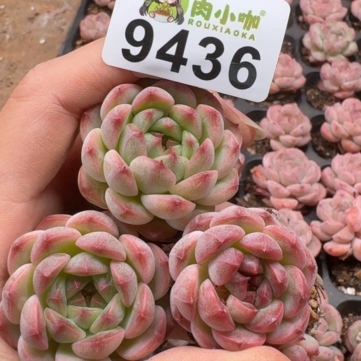 当前无花朵，栽培后可花朵多肉植物多肉植物