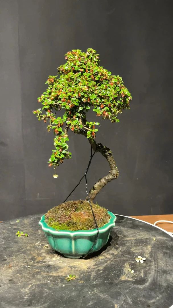 白花荀子 开白花挂红果 可盆栽 可地栽绿植盆景 四季常青盆景素材