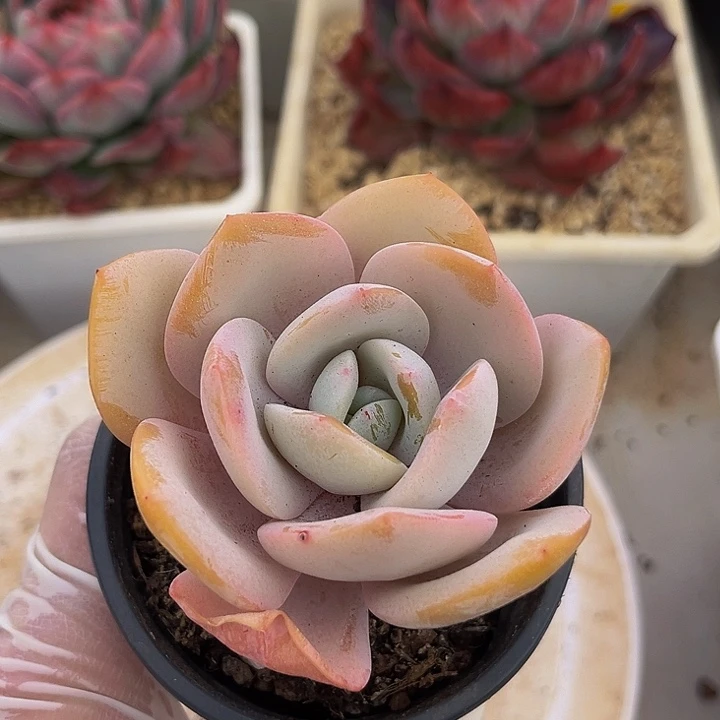 奶茶多肉一物一拍