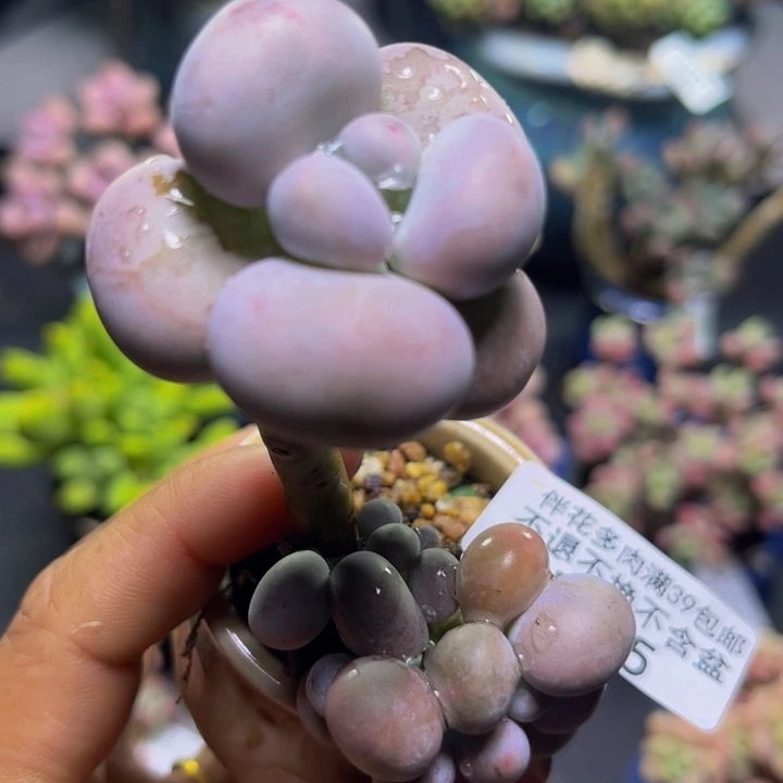 芭比奶酪525/5cm多肉