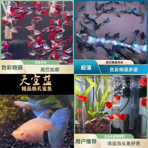 【种鱼大肚孕母】冰蓝➕红扇➕天空蓝➕鸿运当头孔雀鱼小型热带淡水