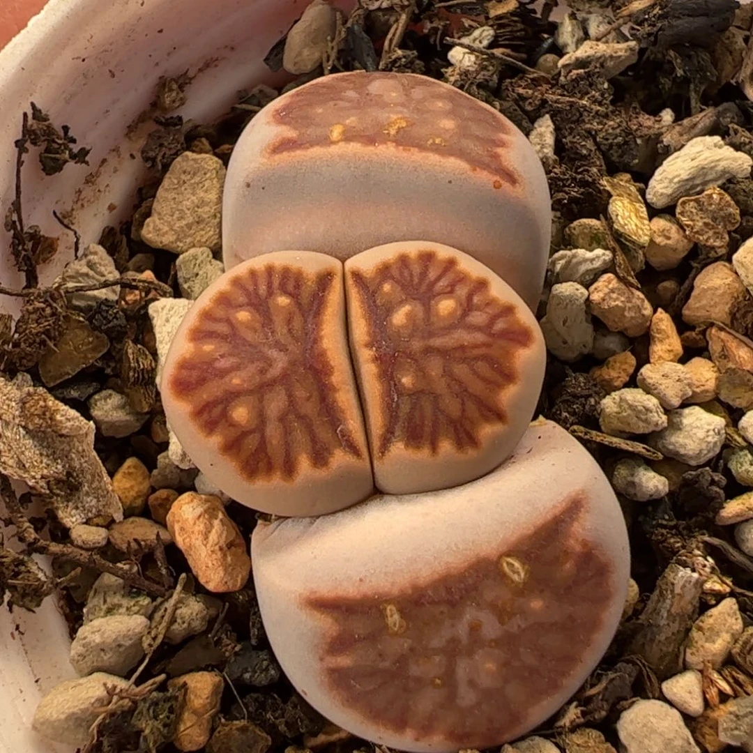 051多肉植物百科