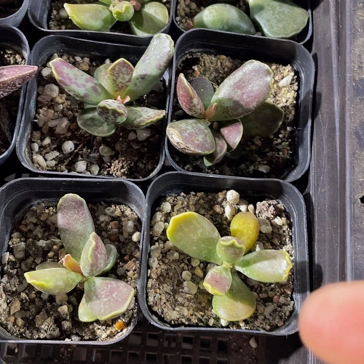 紫库博带盆土发货