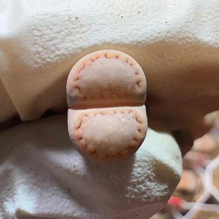 似*生石花11111111。   303