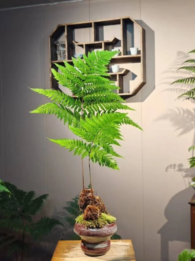 （一物一拍）基地直发红鳞蕨绿植净化空气桌面盆景（请勿跟拍）