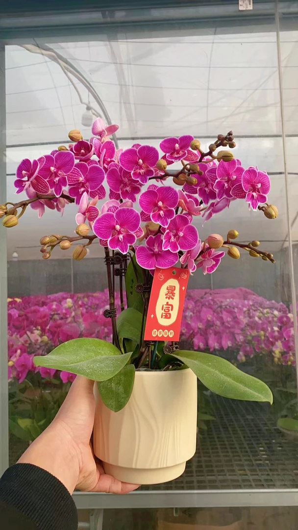 【红豆】（红色系）颜色喜庆好看桌面花型蝴蝶兰