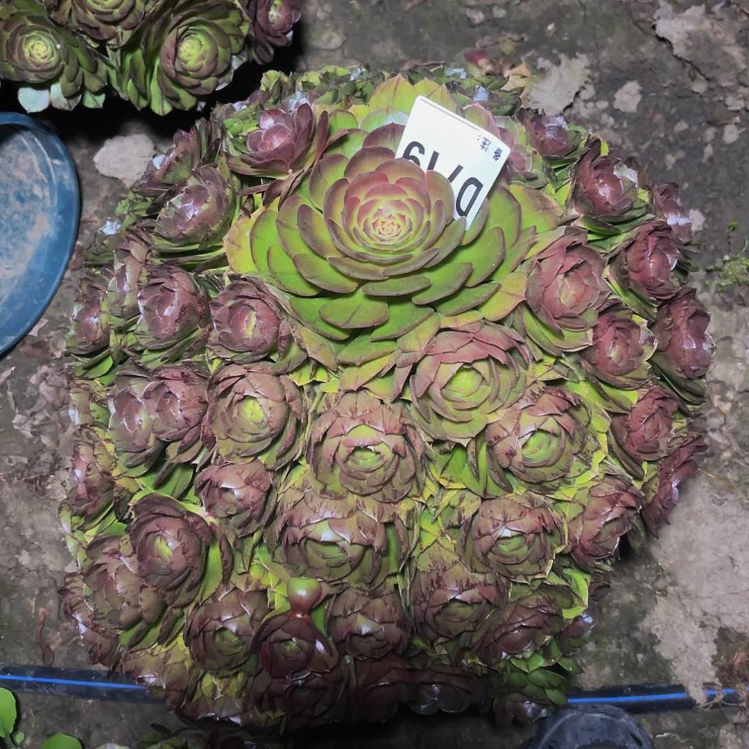 万拉丝14-7包邮法师