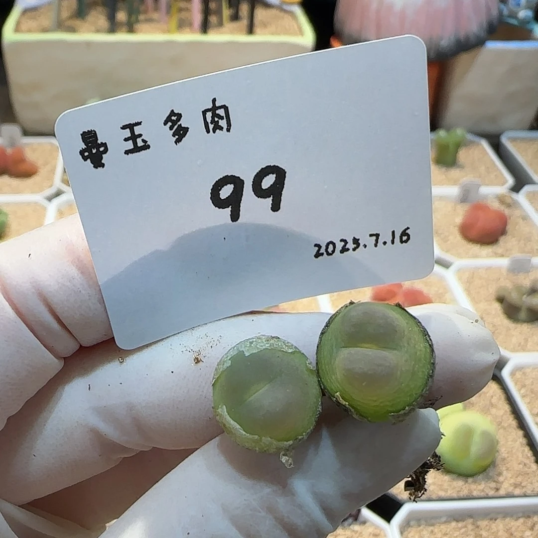 多肉多肉多肉7.16-099大王拉登