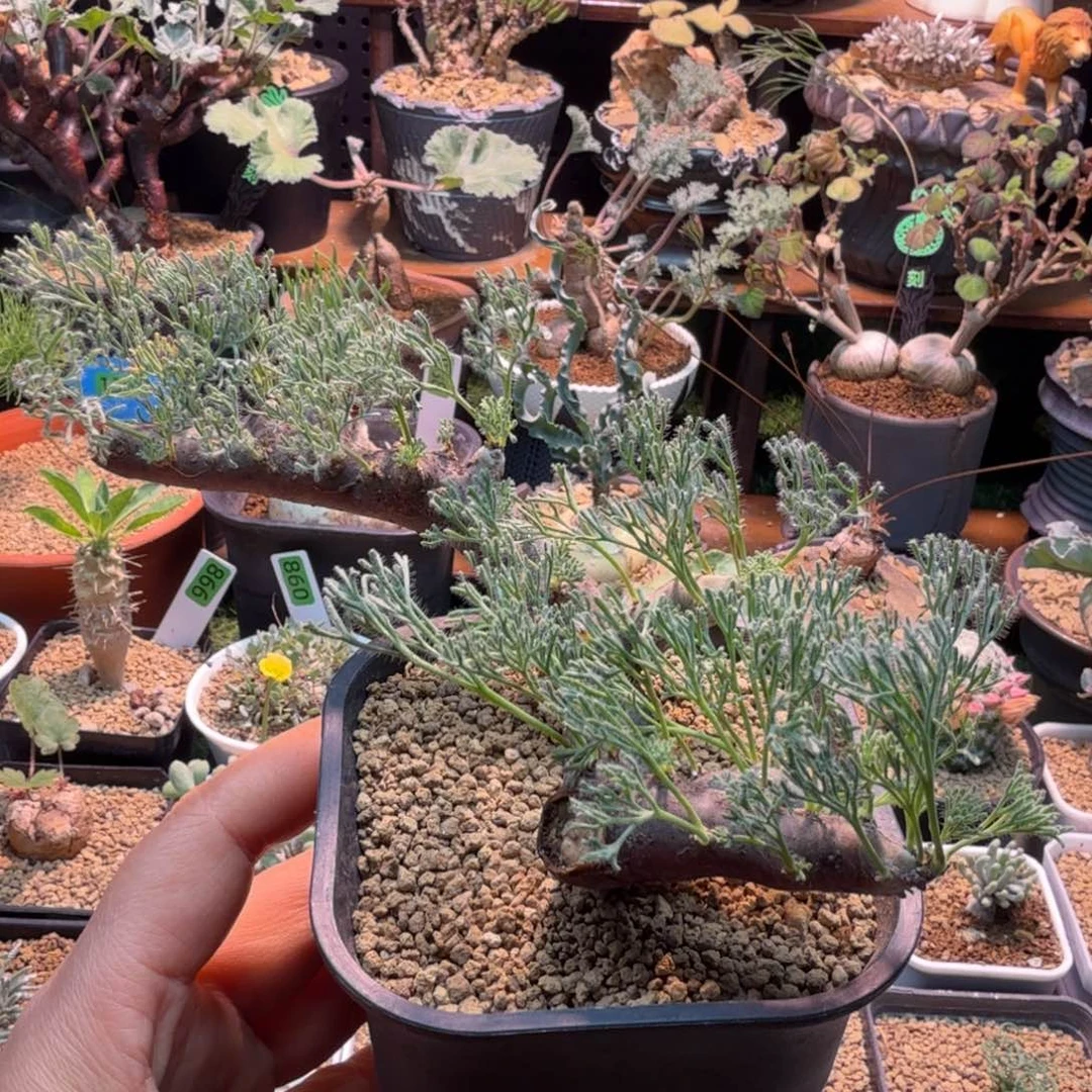 黑皮月界934 仙人球