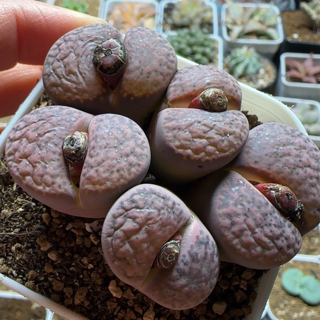 紫石榴多肉植物百科