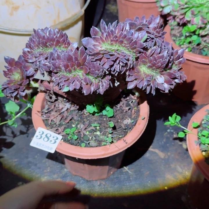 383花花公子缀化多肉植物28包邮