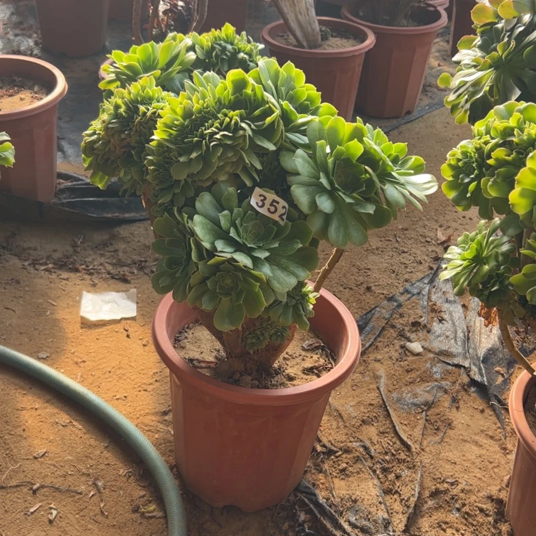 笑**生有伤绿杨蓉352高36