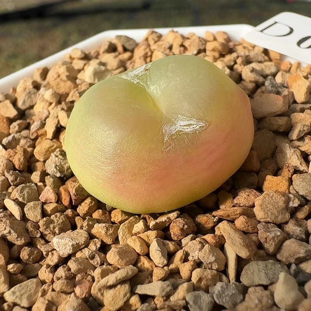 011拉登风铃玉哈哈哈哈哈哈哈