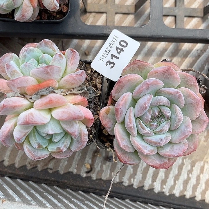 阿雅园艺。       3140