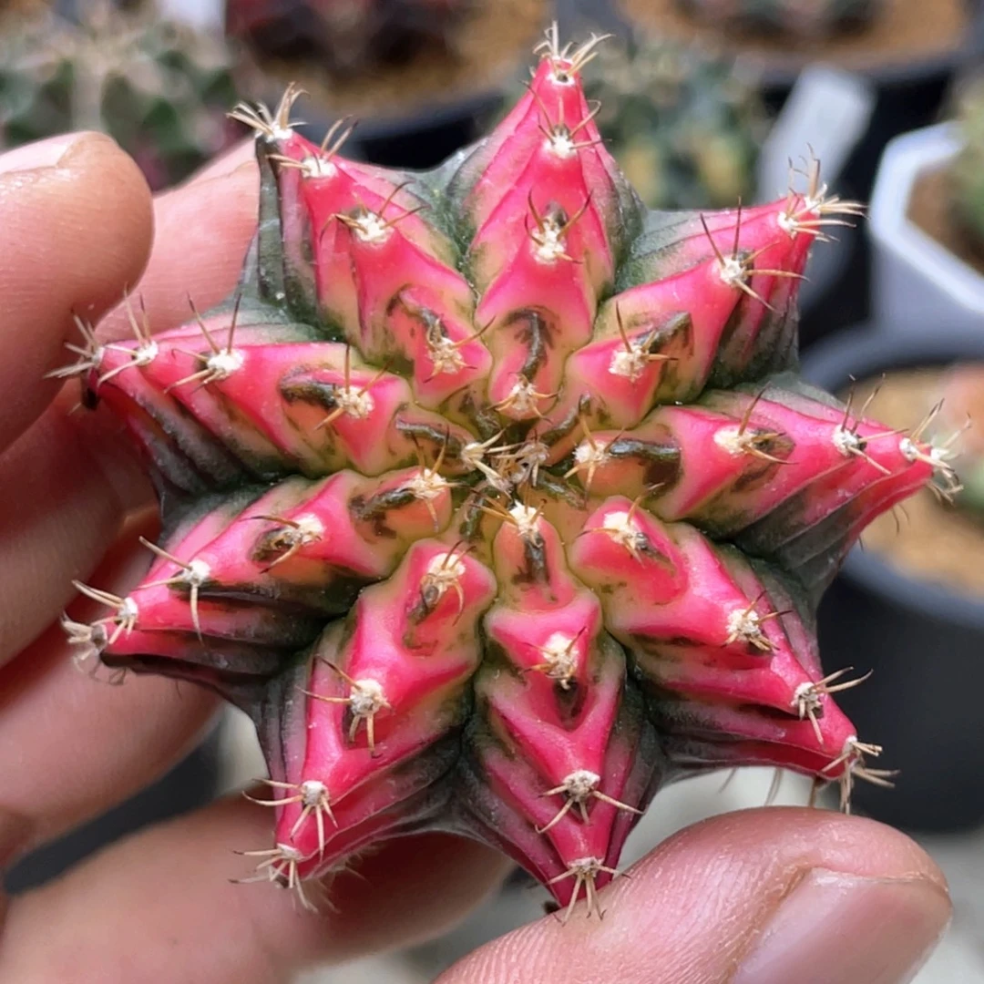 当前无花朵，栽培后可花朵好彩