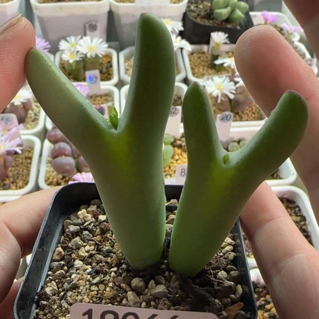 【闪购商品】小*运19066