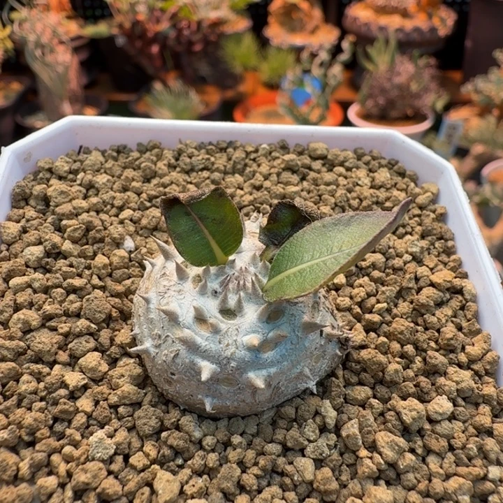 慧比大黑853 仙人球