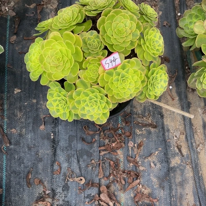 544雨荷多肉植物法师