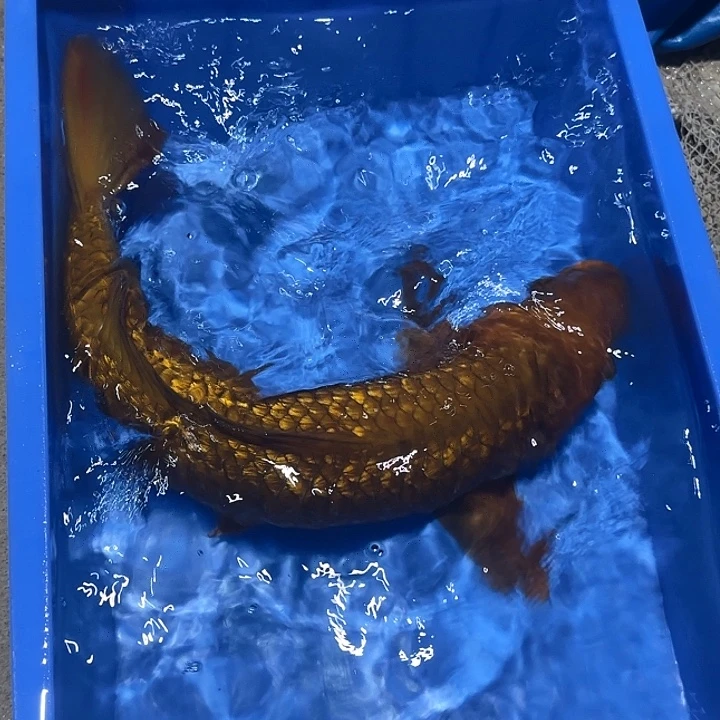 海水鱼赤目芒果红茶