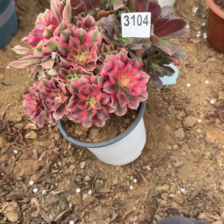 3104 清棚处理不包断枝