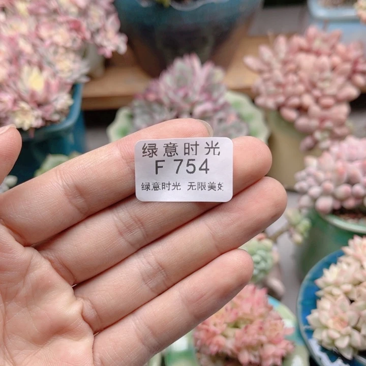 半***凉754 半夏寄养发货