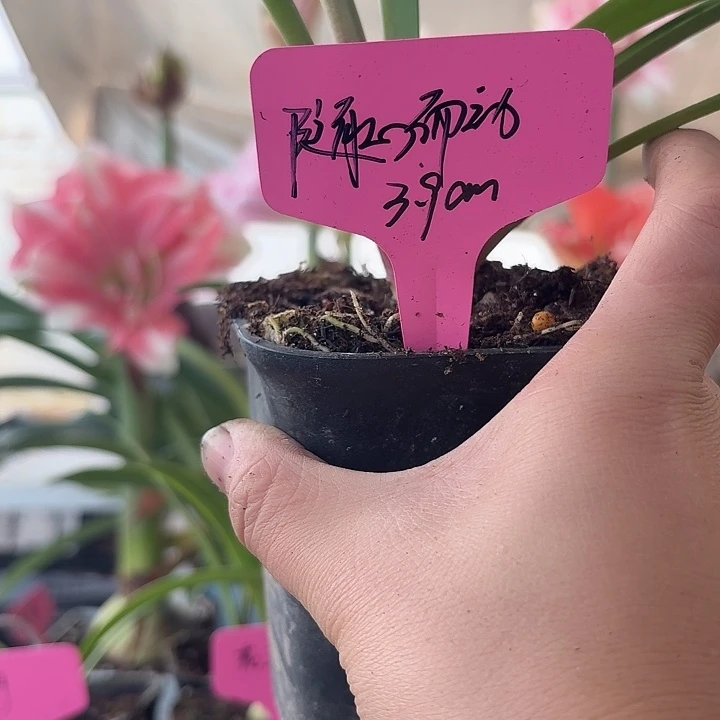 无花朵随心而动朱顶红直径3.9