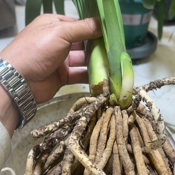 当前无花栽培后可以开花纳*