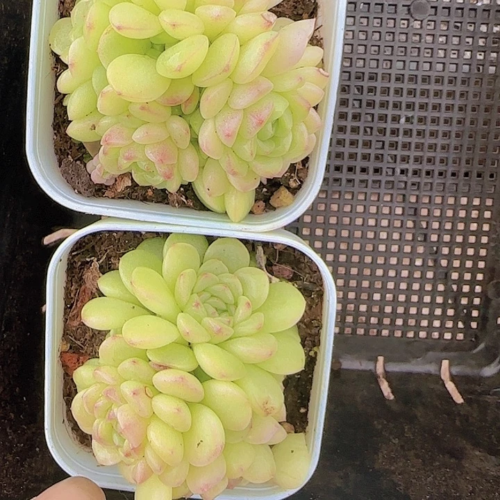 花时光精品多肉51