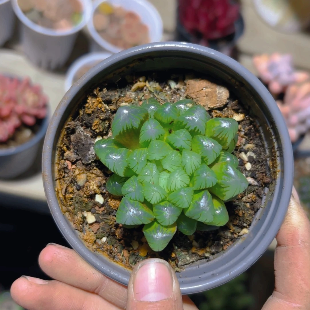 冰灯9cm新疆包邮新疆包邮