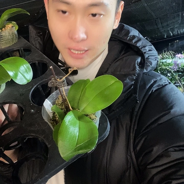 无花朵印地狗蝴蝶兰