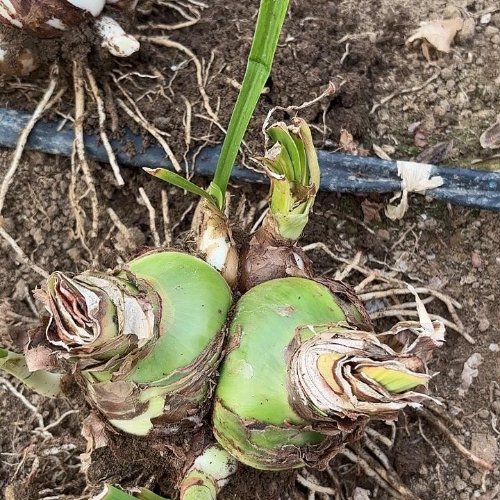 ?***婷甜蜜双胞胎有标包对版