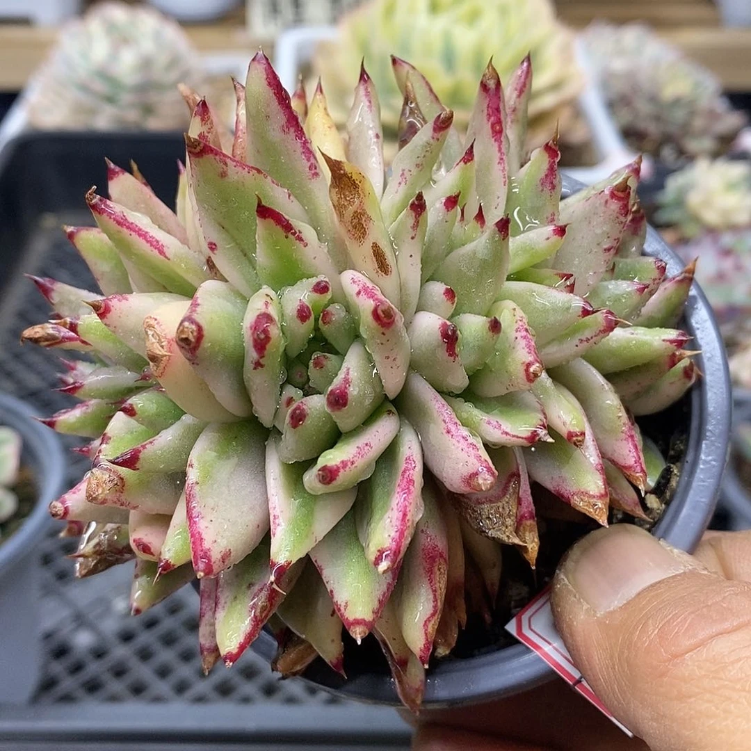 2509 艾克魂宽锦朵朵缀